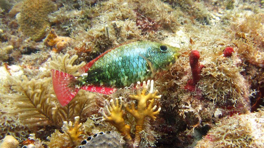 Redband Parrotfish, initial phase (Sparisoma aurofrenatum) at Roads, Sandy Island. 