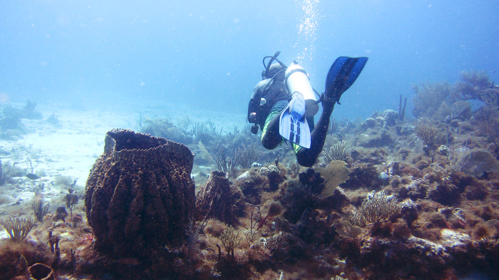 Ray swims past a Giant Barrel Sponge (Xestospongia muta) at Mary's Cay, Cades Reef... 