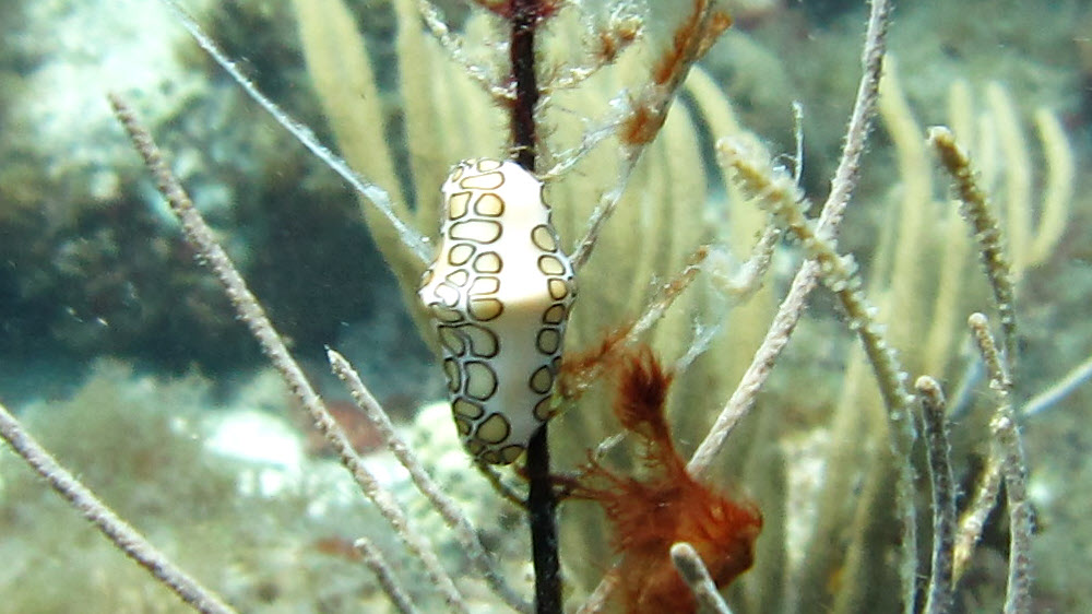 A Flamingo Tongue (Cyphoma gibbosum) snail, typically hanging onto a sea fern, this one at Cay Point, Cades Reef.