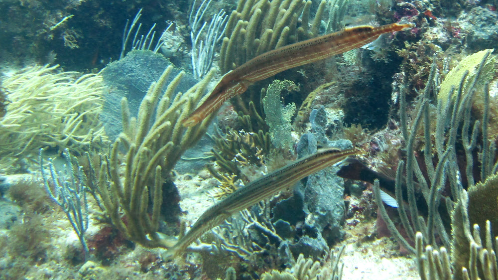 A pair of canoodling Trumpetfish (Aulustomus maculatus) at Cay Point, Cades Reef. 