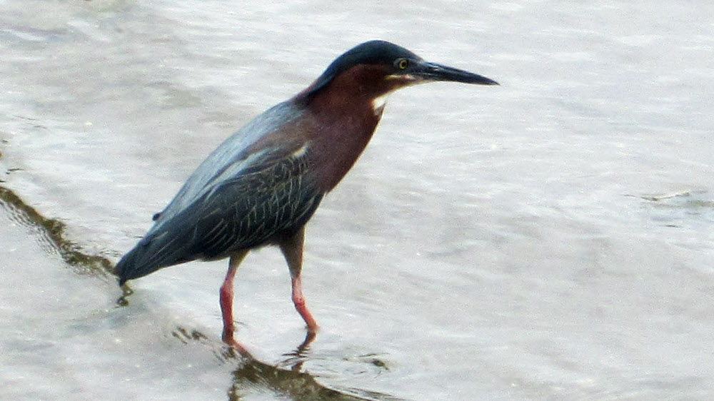 Green-backed heron (Butorides striatus) in the shallows at Nelson's Dockyard.
