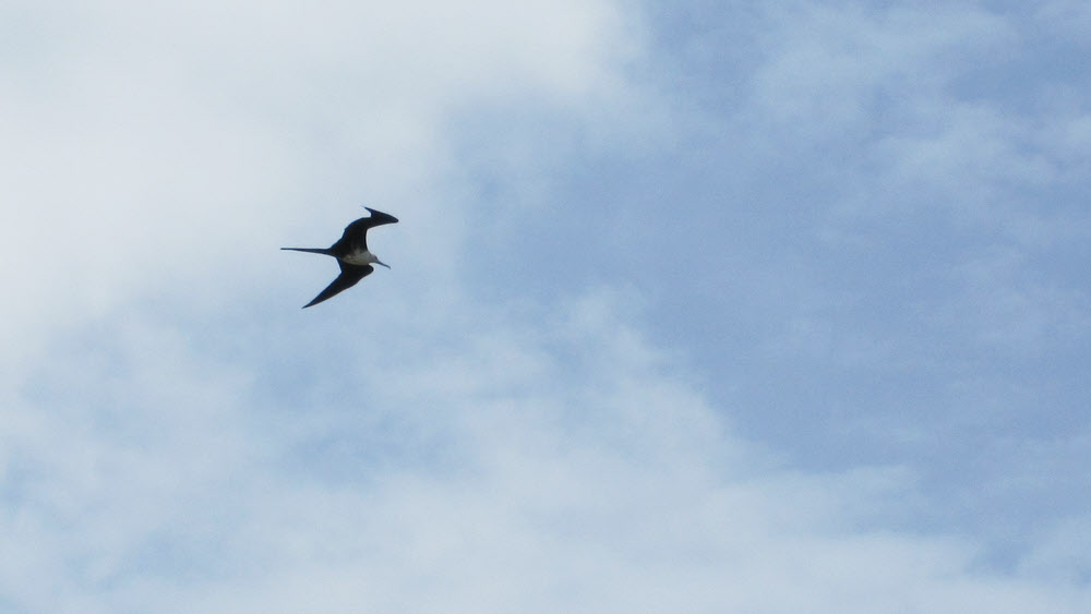 A Magnificent Frigatebird (Fregata magnificens) over Shirley Heights. 