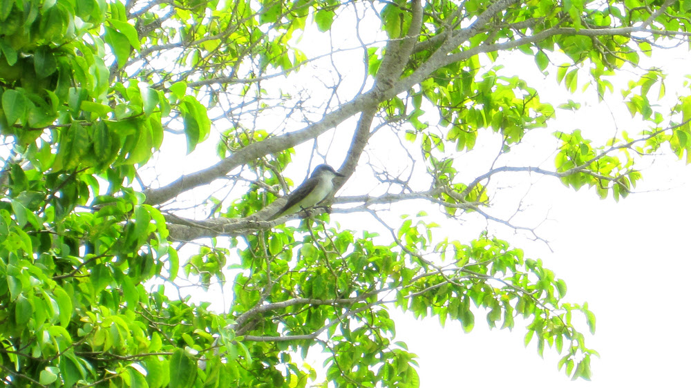 A Gray Kingbird (Tyrannus dominicensis) at Shirley Heights.