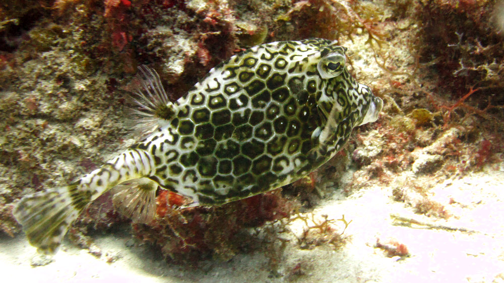 Honeycomb Cowfish (Acanthostracion polygonius) at Snappers Ledge, Cades Reef.