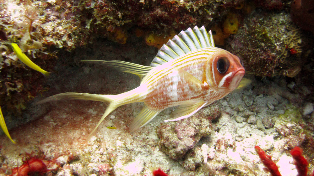 Longspine Squirrelfish (Holocentrus rufus) in typically pugnacious mood at Snappers Ledge, Cades Reef.