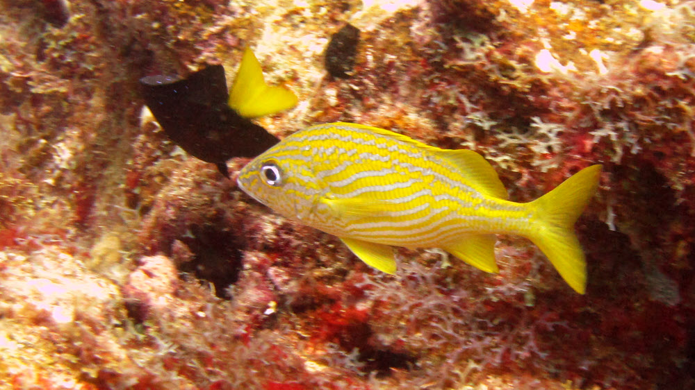 French Grunt (Haemulon flavolineatum) at Snappers Ledge, Cades Reef. 