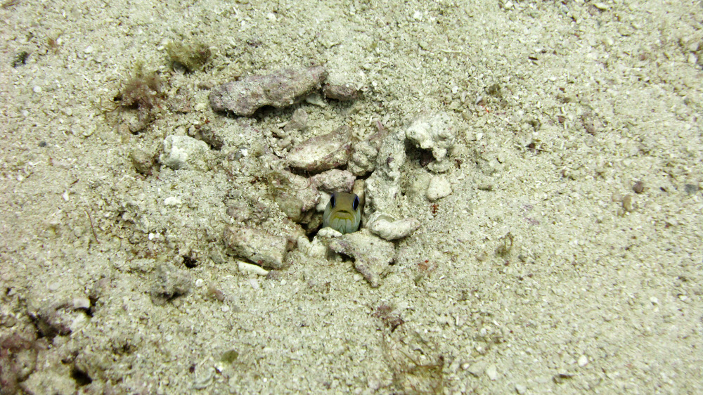 A goby of some sort peers at me suspiciously from its burrow at Snappers Ledge, Cades Reef. 
