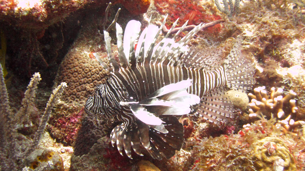 ...and another at Snappers Ledge at Cades Reef.