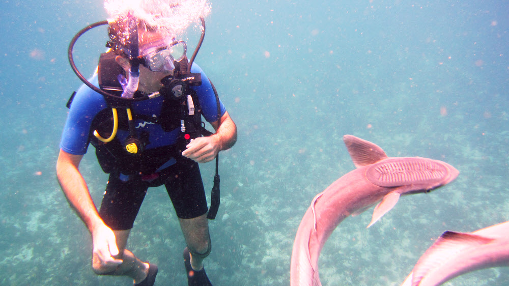 Salvatore watches a couple of Sharksucker remora (Echeneis naucrates) circling us during our safety stop at Snappers Ledge, Cades Reef. 