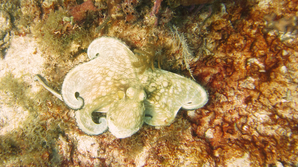 Looking vertically down on what I think is a Common Octopus (Octopus vulgaris) 
						as it flows across the reef at Junior's Reef, Sandy Island.