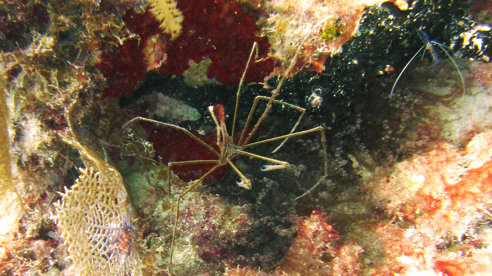 A Yellowline arrow crab (Stenorhynchus seticornis) at Junior's Reef, Sandy Island, with a 
						tiny shrimp at top right, possibly a Pederson Cleaner Shrimp (Ancylomenes pedersoni).