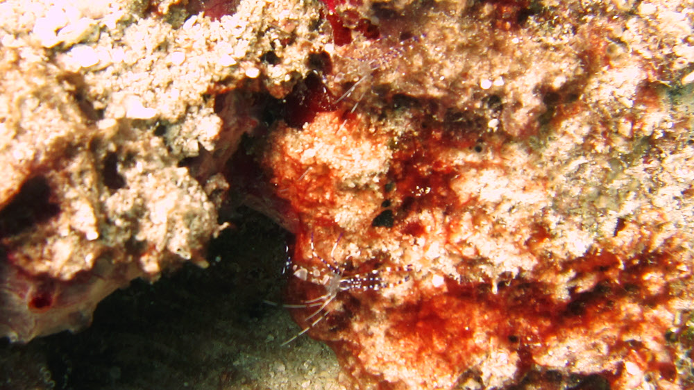 A couple of Spotted Cleaner Shrimps (Periclimenes yucatanicus) at Junior's Reef, Sandy Island.