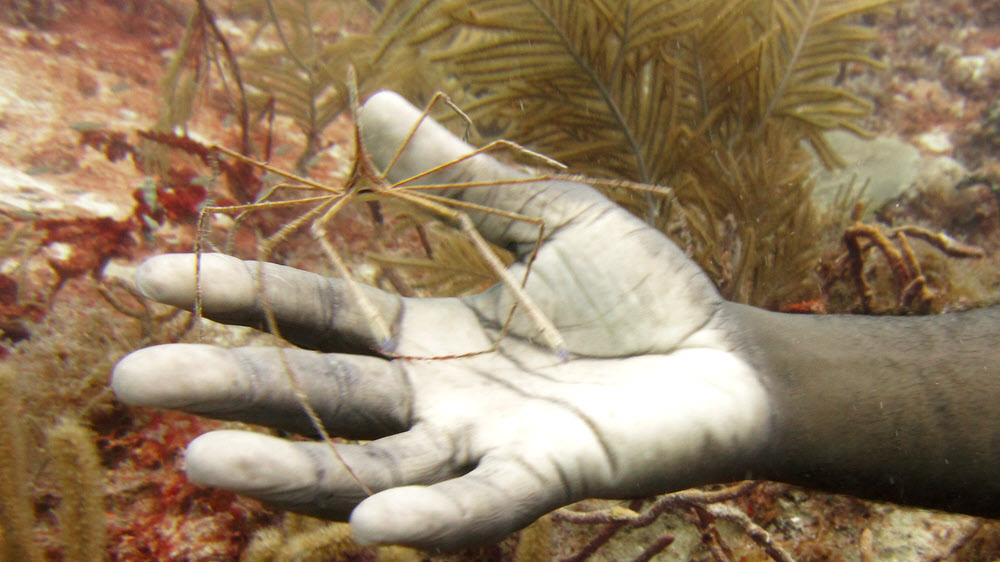 Dive leader Ray shows me another Yellowline arrow crab at Ridge, Sandy Island.