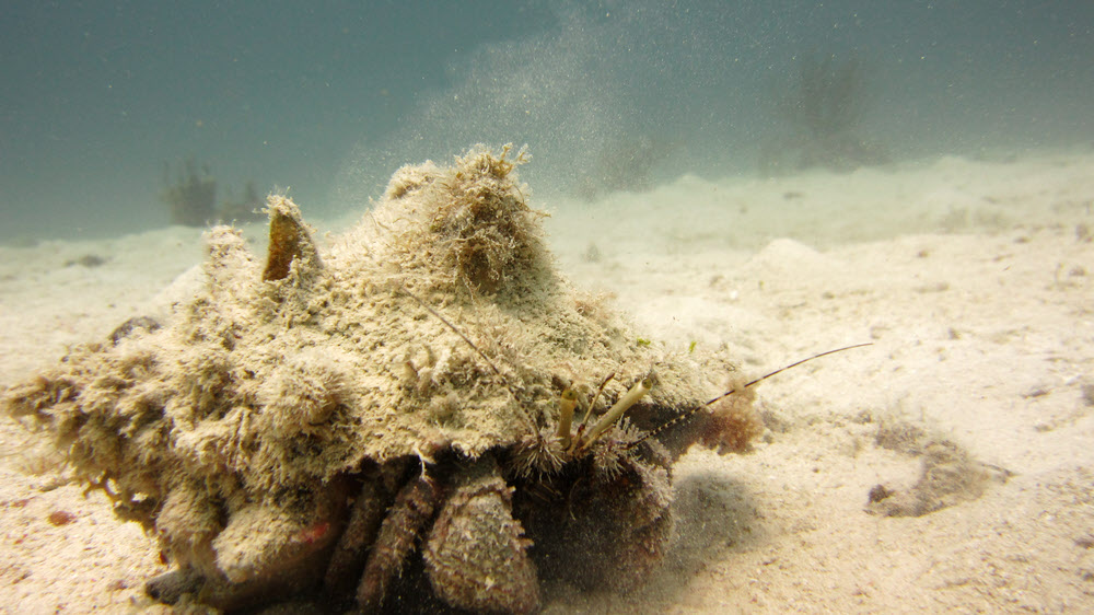 Giant Hermit Crab (Petrochirus diogenes) lumbers across the sand at Ridge, Sandy Island.
