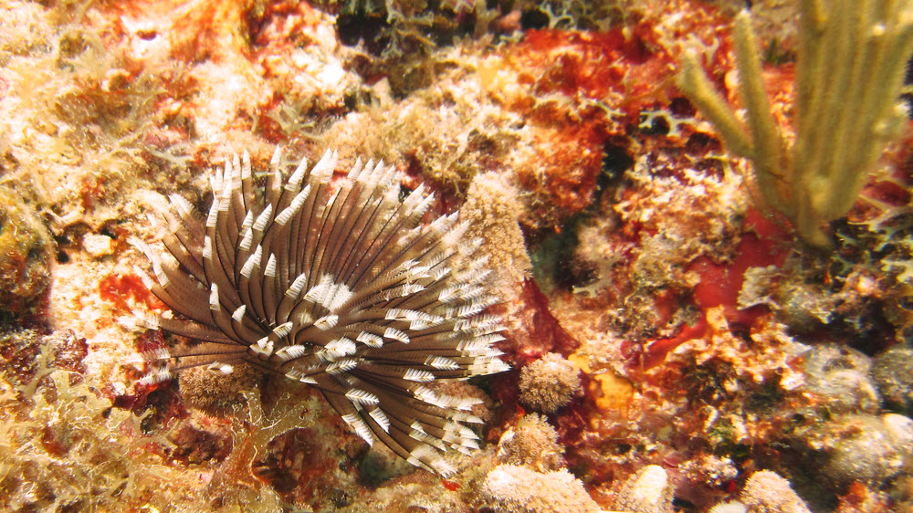 A pretty Feather Star (Crinoid) of some sort at Ridge, Sandy Island.