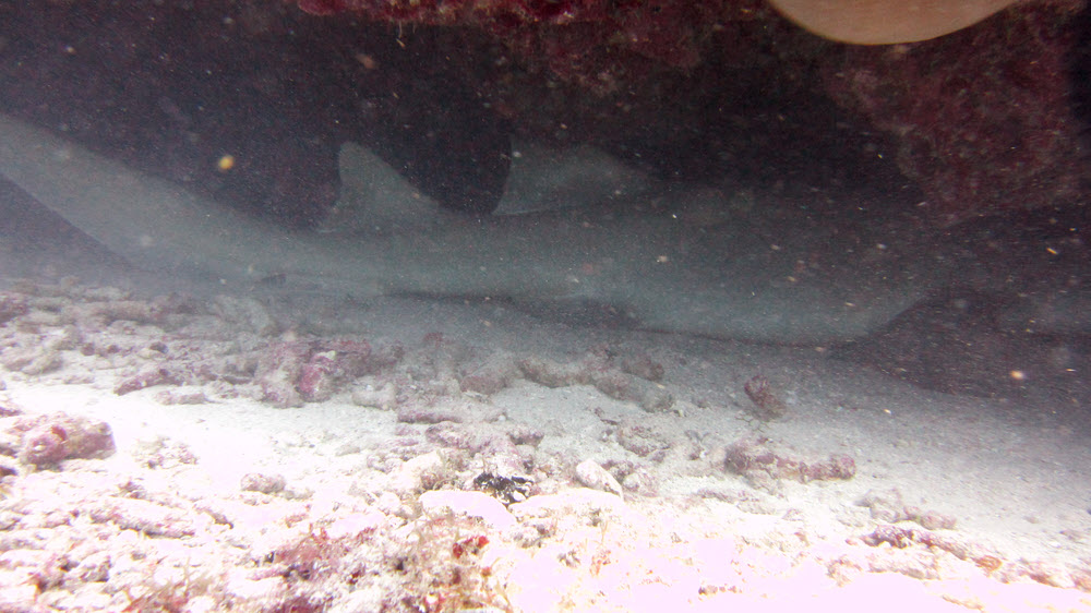 The back end of a really big Nurse Shark (Ginglymostoma cirratum) asleep under a ledge of coral at Billy's Grotto.