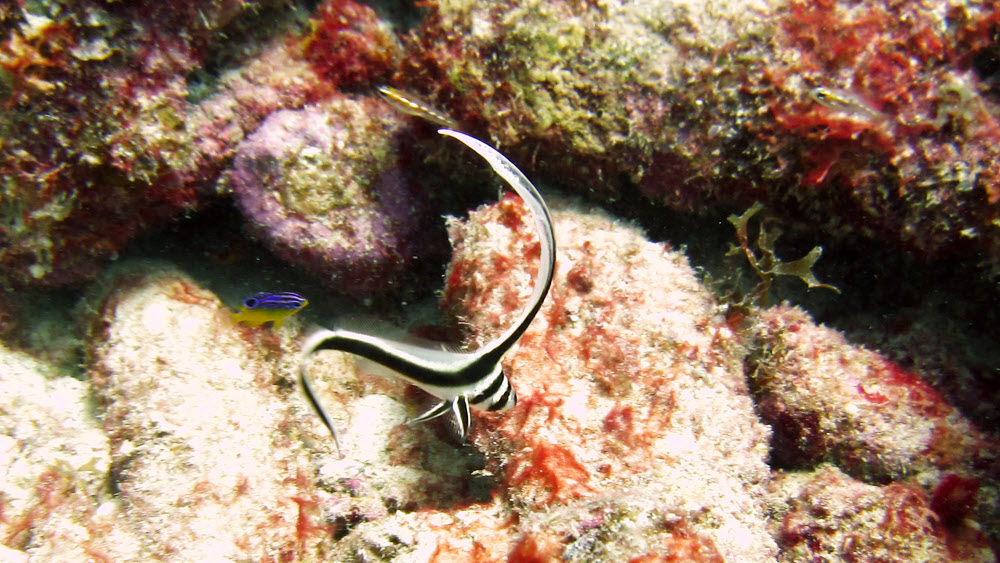 A juvenile Jacknifefish (Equitus lanceolatus) at Billy's Grotto.