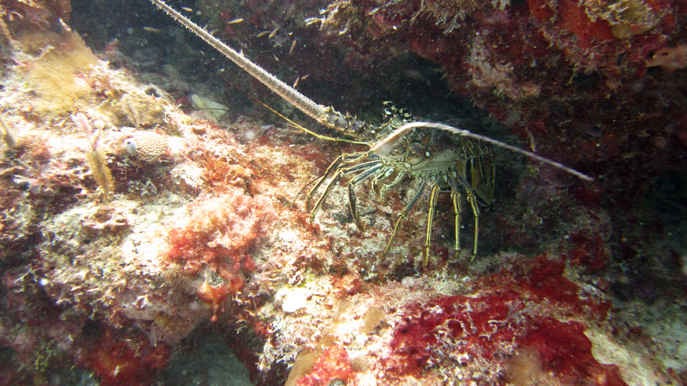 Caribbean Spiny Lobster (Panulirus argus) at Ridge, Sandy Island.