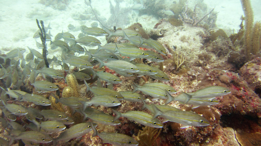 A school of Tomtate (Haemulon aurolineatum) eye me warily at Ridge, Sandy Island. 