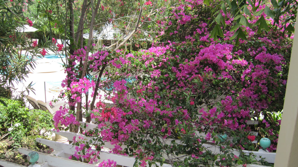 Beautiful bougainvillea bush between our Frangipani block and Bayside restaurant.