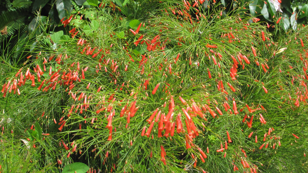 More tropical flowers.