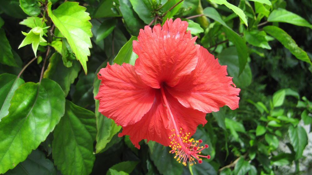 Hibiscus.