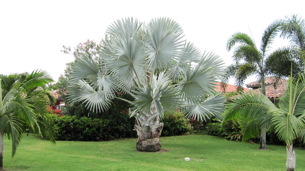 We loved this sensational big tree.