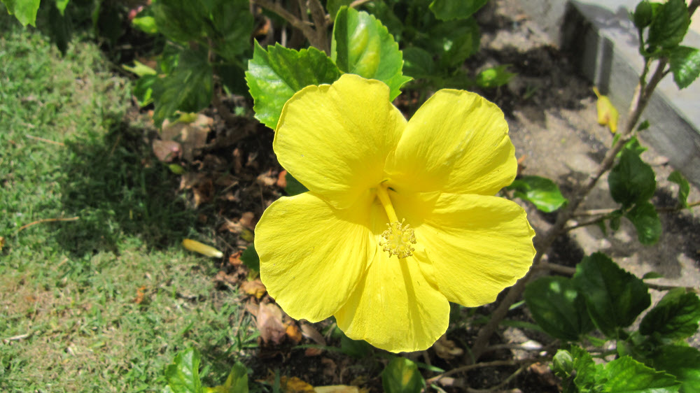 More hibiscus.