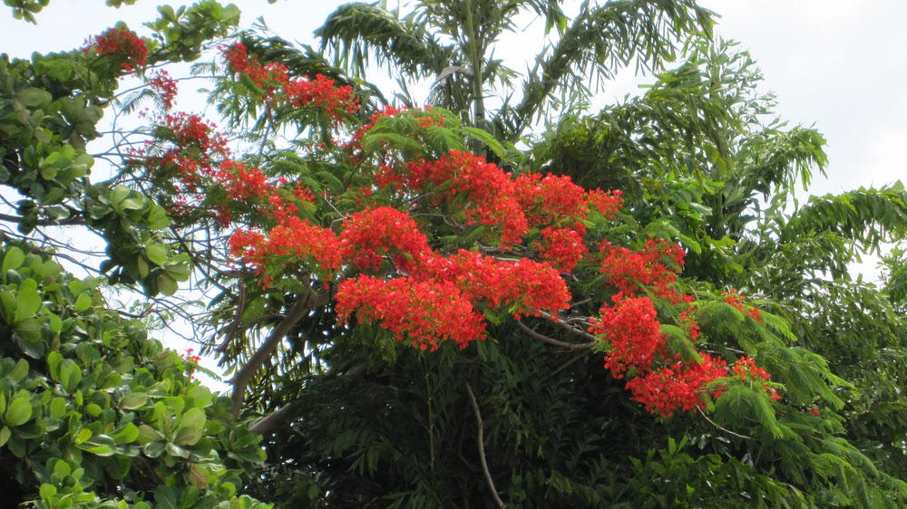 These gorgeous Flamboyant trees were to be seen all over the island.