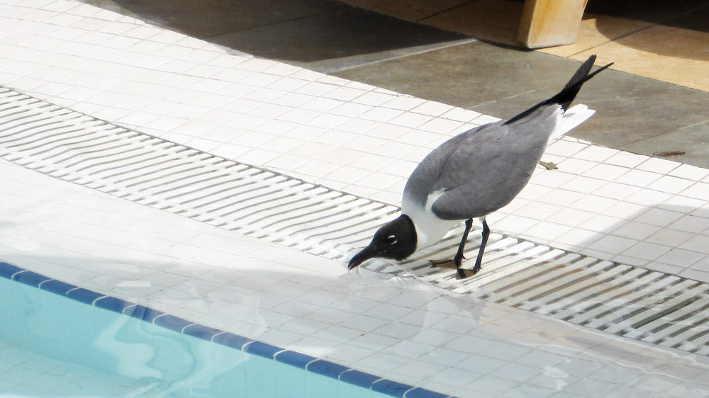 A Laughing Gull drinking from the main pool. These aggressive birds are a nuisance at the restaurants. We even saw one 
			swoop down and steal a chip from a diner's plate as he was eating.