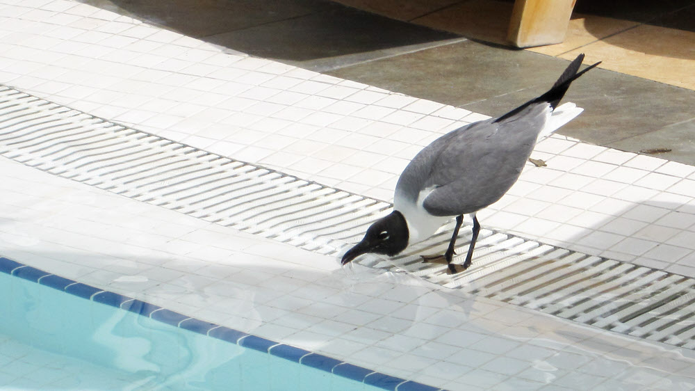 A Laughing Gull drinking from the main pool. These aggressive birds are a nuisance at the restaurants. We even saw one 
			swoop down and steal a chip from a diner's plate as he was eating.