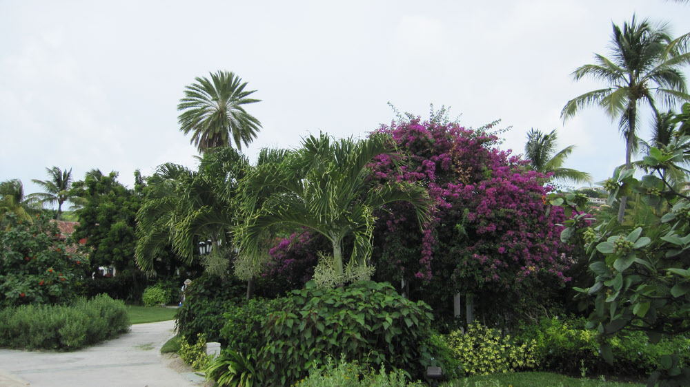 The gardens were full of colourful tropical plants.