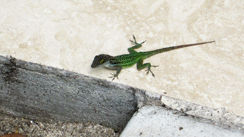 Colourful lizards enjoy the gardens as much as we do.