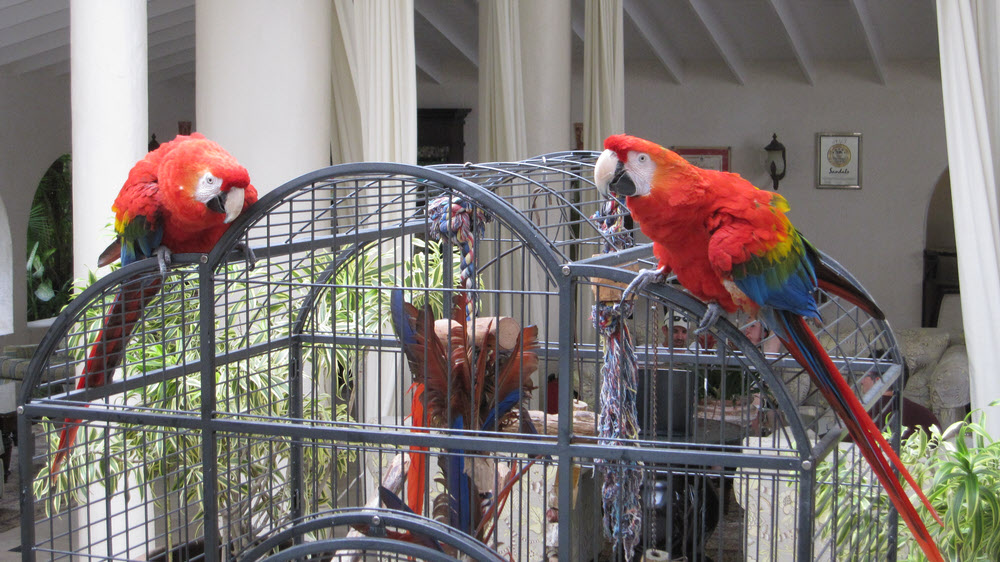 The two gorgeous scarlet macaws occasionally get let out of their small cage, but they don't seem to be tempted to fly off.