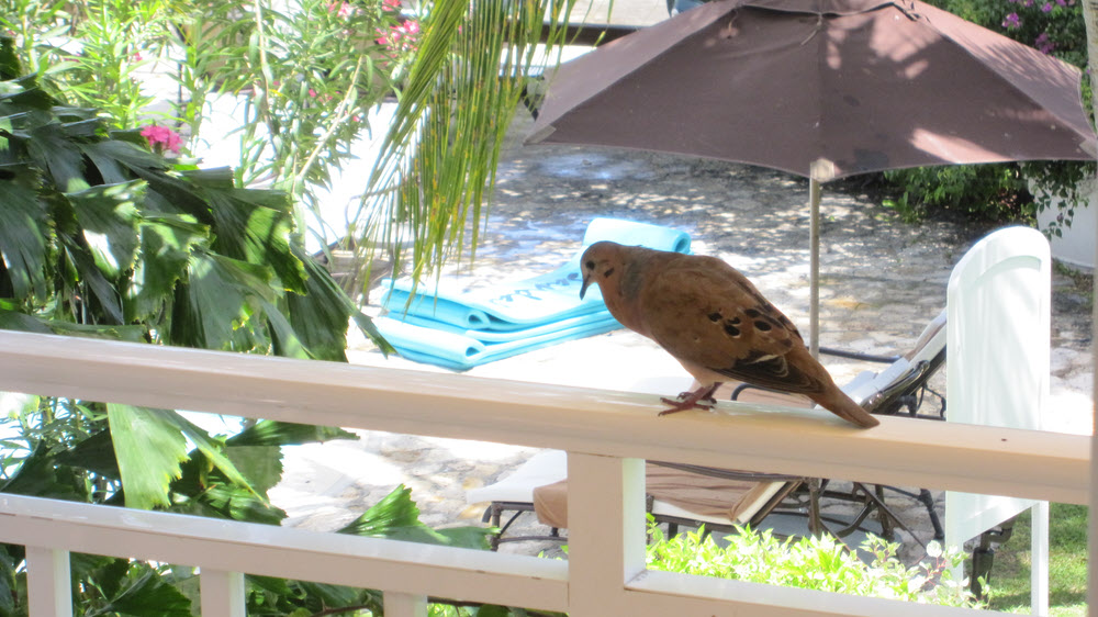 These Common Ground Doves were, well, common.  This one serenaded us with hoo-hoos on our balcony.