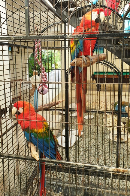 Samson and Delilah: Stunning Scarlet Macaws in their cage in the Courtyard.