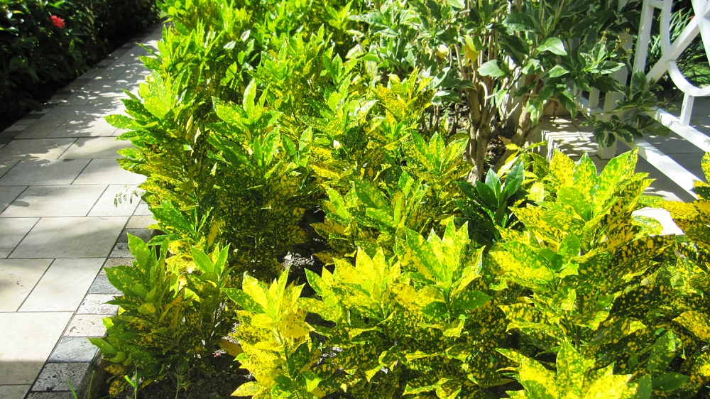 Variegated shrub by the path at the end of our block..