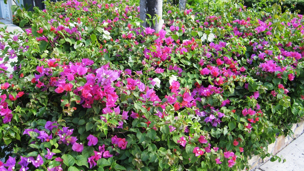 Bougainvillea was a favourite shrub.