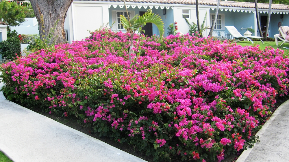 Magnificent Bougainvillea display.