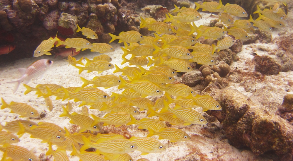 A group of French Grunts (Haemulon flavolineatum) at Airplanes.