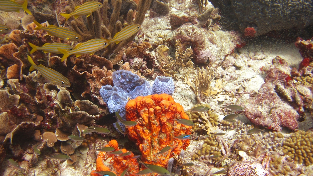 Azure Vase Sponges seem to glow bright blue under water.