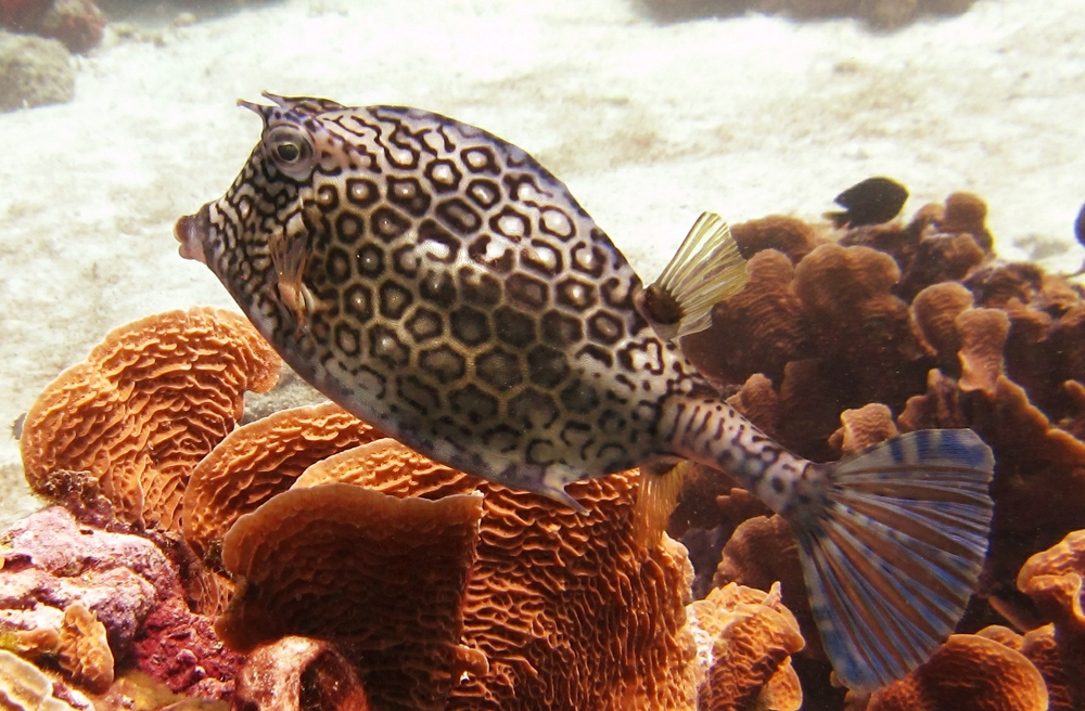 I can't resist taking snaps of Boxfish. This is a Honeycomb Cowfish (Acanthostracion polygonius) at Sponge Reef.