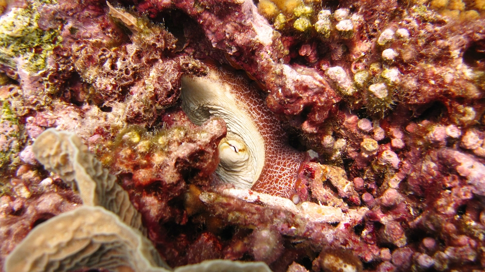 I think this is a Common Octopus (Octopus vulgaris), peering out of a hole at Sponge Reef.