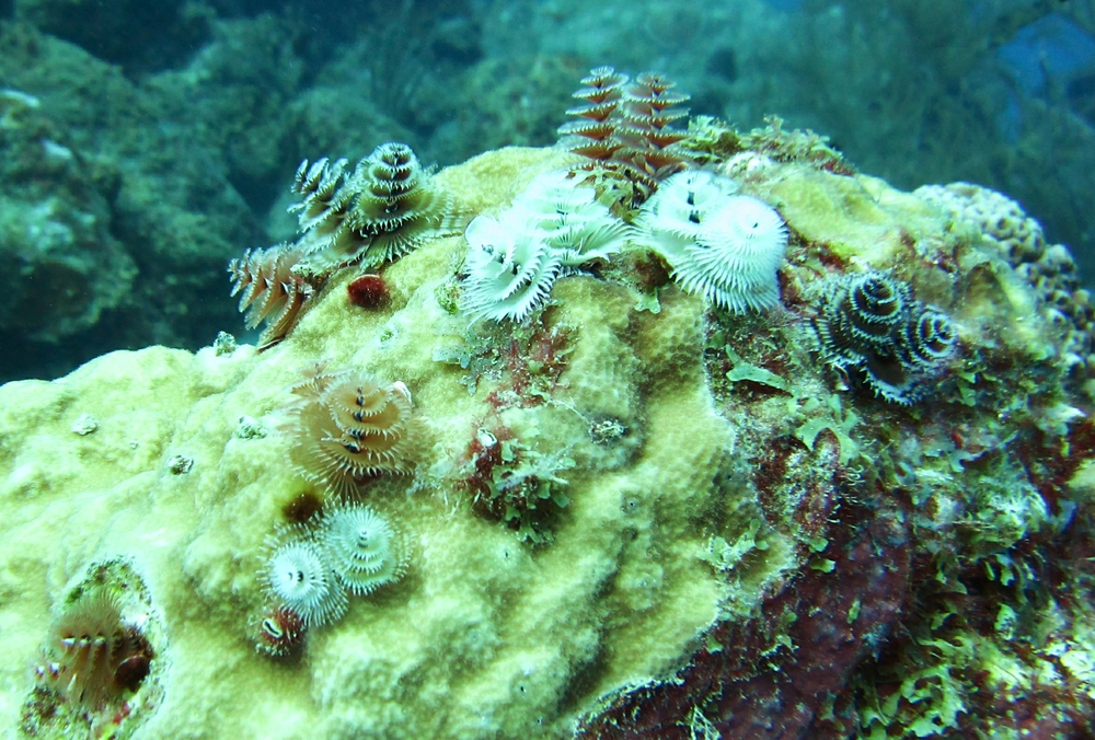 And a colony of Christmas Tree Worms (Spirobranchus giganteus) at Fingers.