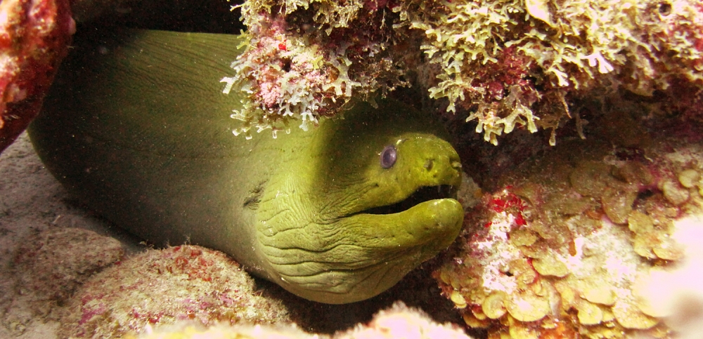 As does a Green Moray Eel (Gymnothorax funebris) at Fingers.