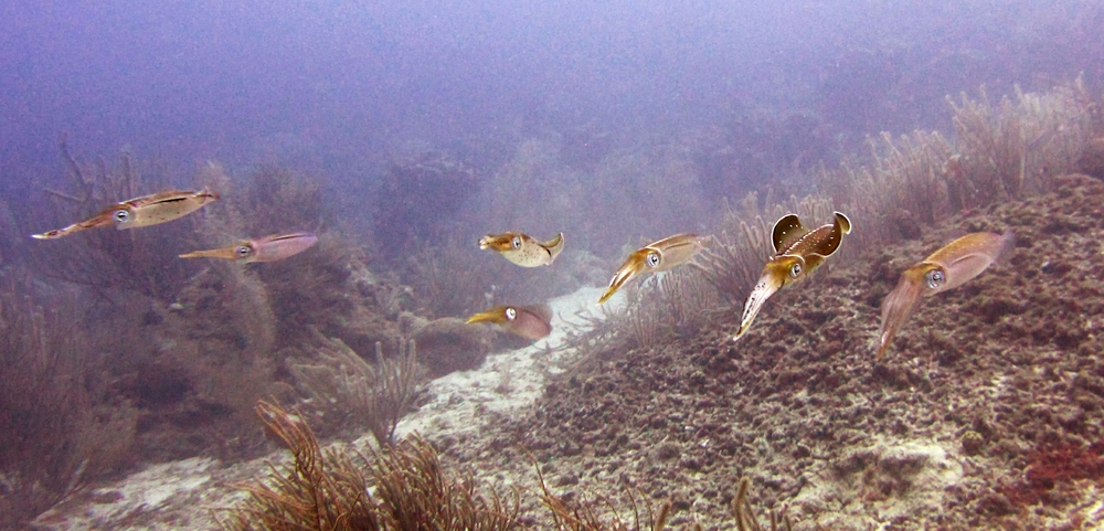I looked up from the reef at the Fingers dive site, to see a group of seven squid in front of me.