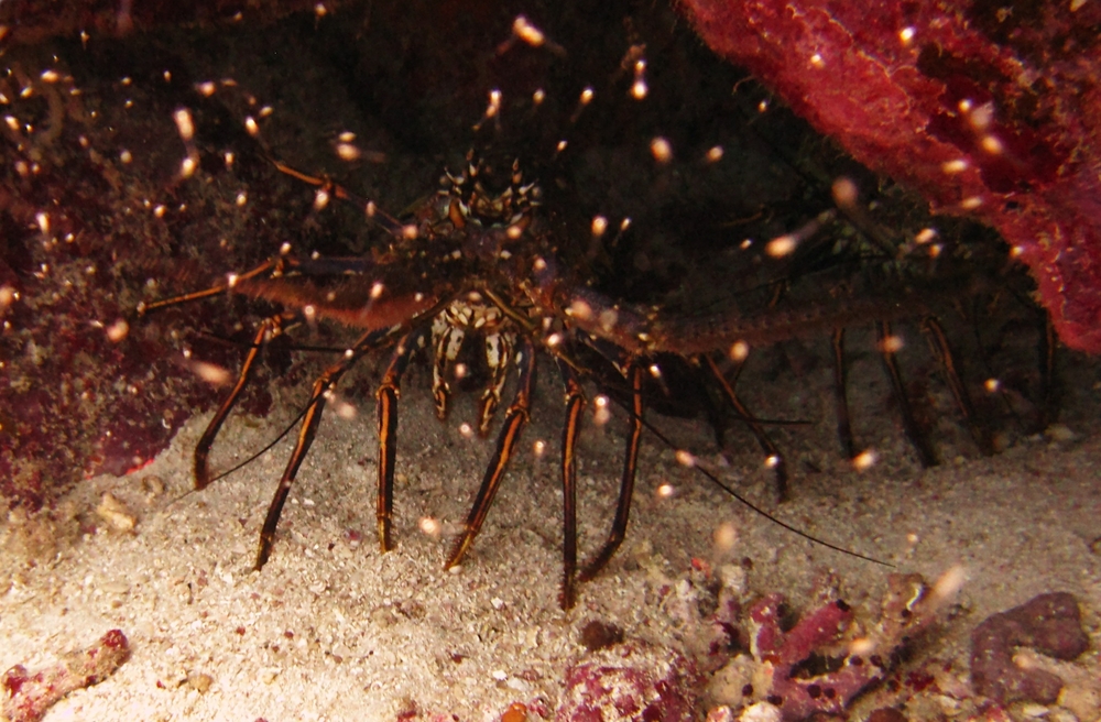A Caribbean Spiny Lobster (Panulirus argus) peers out from his hidey-hole at Fingers.