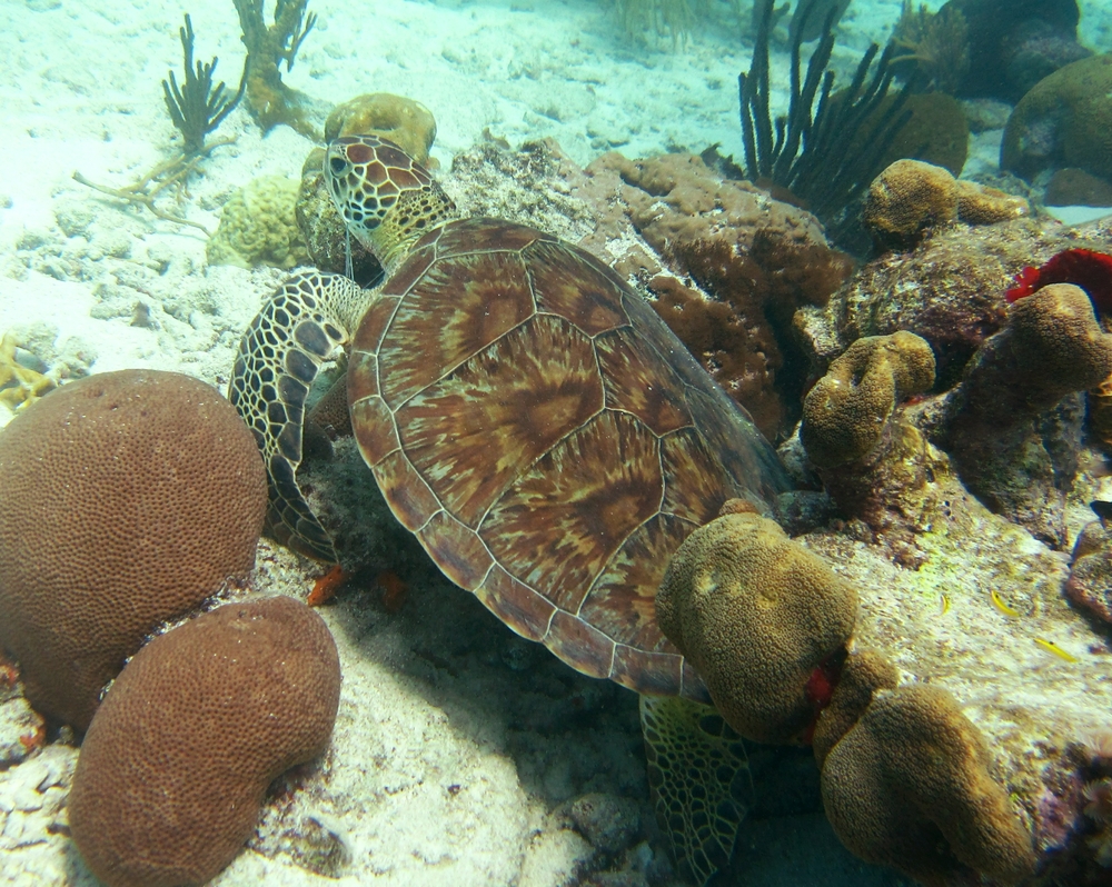 This poor Green Turtle (Chelonia mydas) had fishing line wound around its head and a front flipper at Harbour Reef.