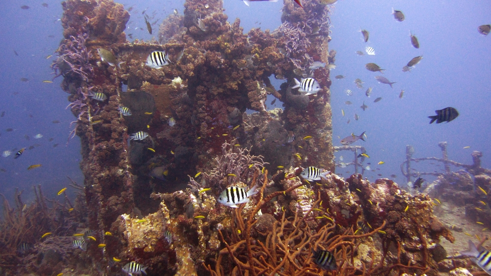 Lots of fish on the Jane C wreck, a 75 metre cement freighter.