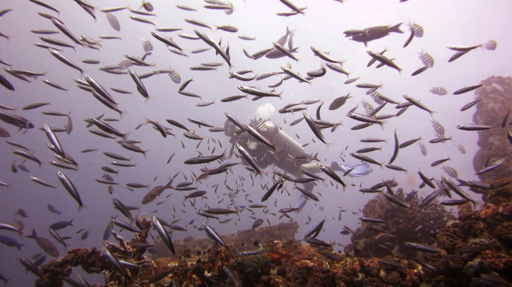 Lots of schooling fish around the Jane C.